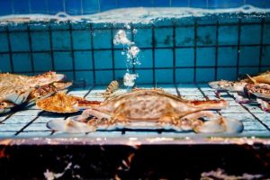 [短视频卖海鲜]抖音短视频这样卖海鲜特产，新手也能轻轻松松日赚过千