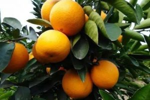 [土特产赚钱]半天卖出500斤，这才是土特产赚钱的秘诀