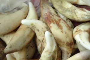 做网络项目，找准一个领域深耕，就能组成一个新的玩法！